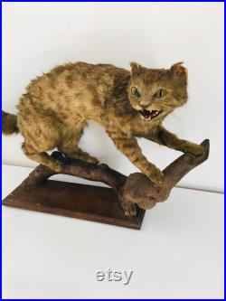 Taxidermie ancienne Cabinet de Curiosité Véritable chat sauvage