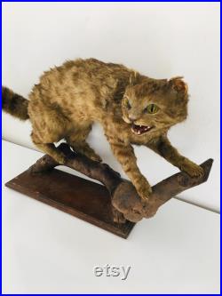 Taxidermie ancienne Cabinet de Curiosité Véritable chat sauvage