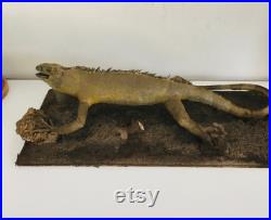 Taxidermie ancienne- Rare Iguane de Guyane sur socle de 60 cm