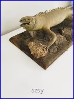 Taxidermie ancienne- Rare Iguane de Guyane sur socle de 60 cm