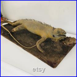 Taxidermie ancienne- Rare Iguane de Guyane sur socle de 60 cm