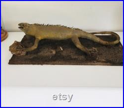 Taxidermie ancienne- Rare Iguane de Guyane sur socle de 60 cm