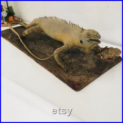 Taxidermie ancienne- Rare Iguane de Guyane sur socle de 60 cm