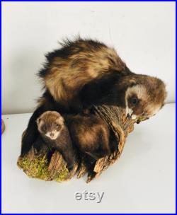 Taxidermie ancienne Superbes Putois naturalisés sur leurs tronc