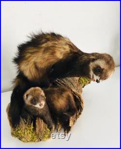 Taxidermie ancienne Superbes Putois naturalisés sur leurs tronc