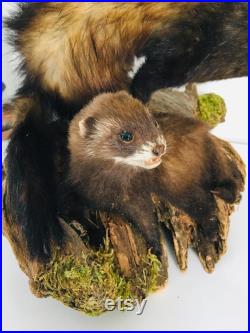 Taxidermie ancienne Superbes Putois naturalisés sur leurs tronc