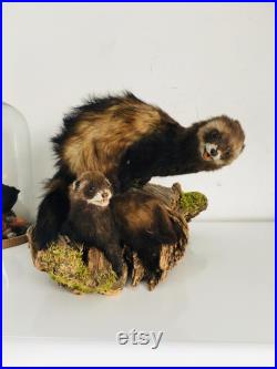 Taxidermie ancienne Superbes Putois naturalisés sur leurs tronc