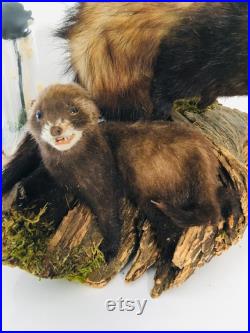 Taxidermie ancienne Superbes Putois naturalisés sur leurs tronc