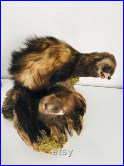 Taxidermie ancienne Superbes Putois naturalisés sur leurs tronc