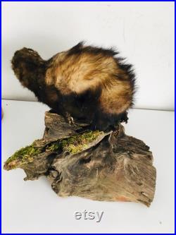 Taxidermie ancienne Superbes Putois naturalisés sur leurs tronc