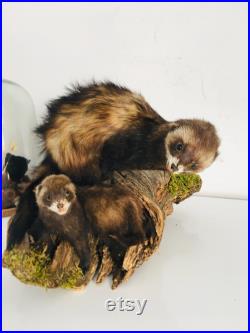 Taxidermie ancienne Superbes Putois naturalisés sur leurs tronc