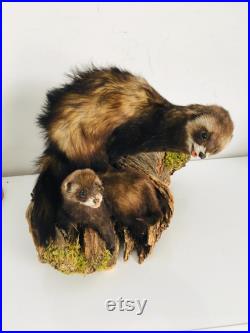 Taxidermie ancienne Superbes Putois naturalisés sur leurs tronc