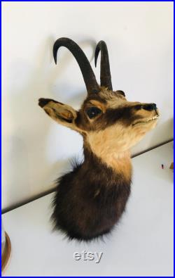 Taxidermie ancienne Tête de Chamois -France vintage