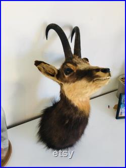 Taxidermie ancienne Tête de Chamois -France vintage