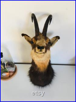 Taxidermie ancienne Tête de Chamois -France vintage