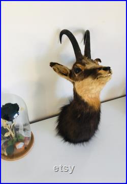 Taxidermie ancienne Tête de Chamois -France vintage