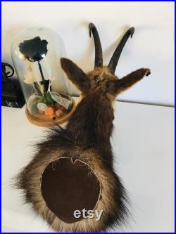 Taxidermie ancienne Tête de Chamois -France vintage