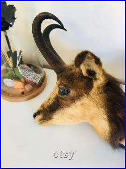 Taxidermie ancienne Tête de Chamois -France vintage