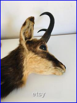 Taxidermie ancienne Tête de Chamois -France vintage