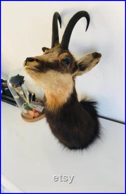 Taxidermie ancienne Tête de Chamois -France vintage