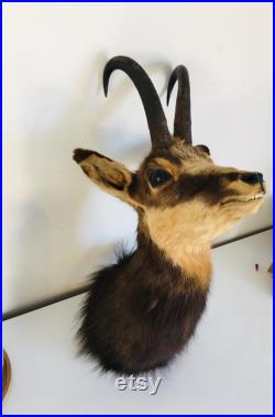 Taxidermie ancienne Tête de Chamois -France vintage