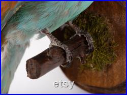 Taxidermie bel oiseau BEE-EATER Real Bird Bouché guêpier taxidermie 13