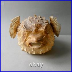 Taxidermie cabinet de curiosité poisson naturalisé, grand Diodon