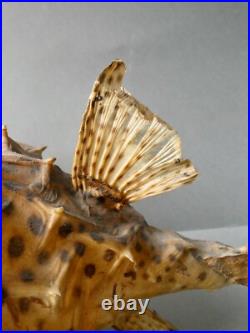 Taxidermie cabinet de curiosité poisson naturalisé, grand Diodon