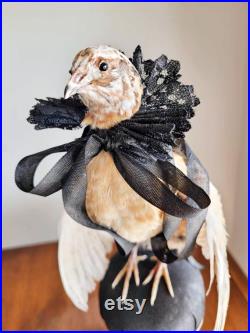 Taxidermie caille