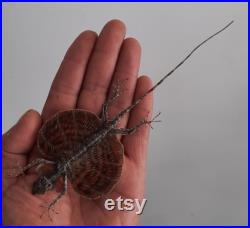 Taxidermie , curiosité ,insecte lezard volant naturalisé