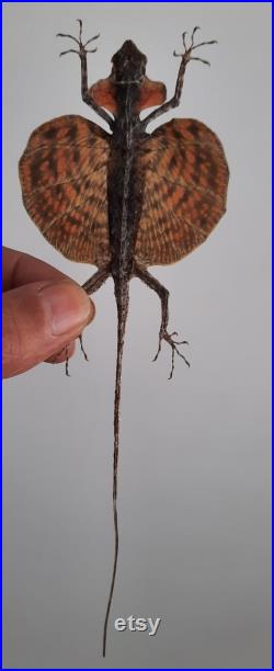 Taxidermie , curiosité ,insecte lezard volant naturalisé