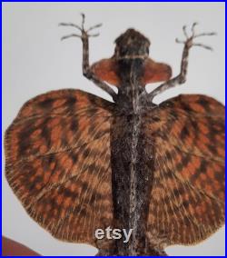 Taxidermie , curiosité ,insecte lezard volant naturalisé