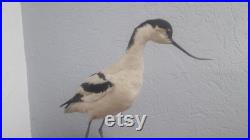 Taxidermie d' Avocette élégante Recurvirostra avosetta