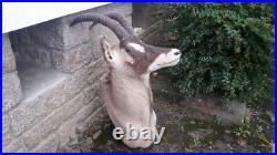 Taxidermie d'antilope Rouanne Hippotragus equinus