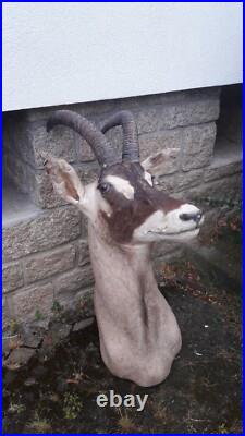 Taxidermie d'antilope Rouanne Hippotragus equinus