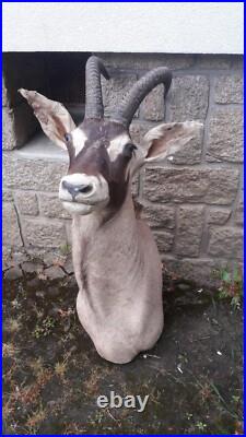 Taxidermie d'antilope Rouanne Hippotragus equinus