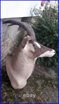 Taxidermie d'antilope Rouanne Hippotragus equinus