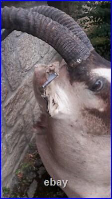 Taxidermie d'antilope Rouanne Hippotragus equinus