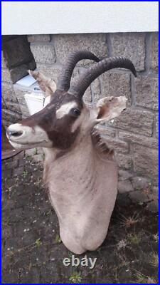 Taxidermie d'antilope Rouanne Hippotragus equinus