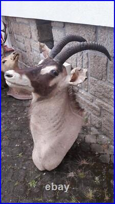 Taxidermie d'antilope Rouanne Hippotragus equinus