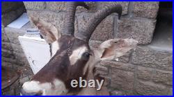 Taxidermie d'antilope Rouanne Hippotragus equinus