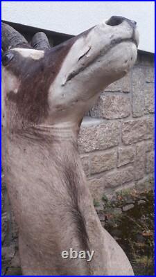 Taxidermie d'antilope Rouanne Hippotragus equinus
