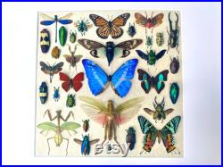 Taxidermie d insectes encadrée boîte d ombre de papillon encadrée Art d insectes Papillons taxidermes Affichage de spécimens d insectes