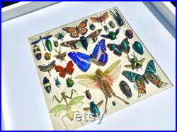 Taxidermie d insectes encadrée boîte d ombre de papillon encadrée Art d insectes Papillons taxidermes Affichage de spécimens d insectes