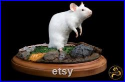 Taxidermie d une souris blanche sur une base en bois massif