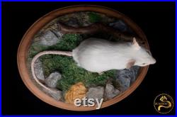 Taxidermie d une souris blanche sur une base en bois massif