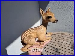 Taxidermie de Faon Taxidermie de Faon