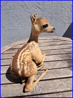 Taxidermie de Faon Taxidermie de Faon
