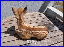 Taxidermie de Faon Taxidermie de Faon