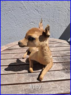Taxidermie de Faon Taxidermie de Faon